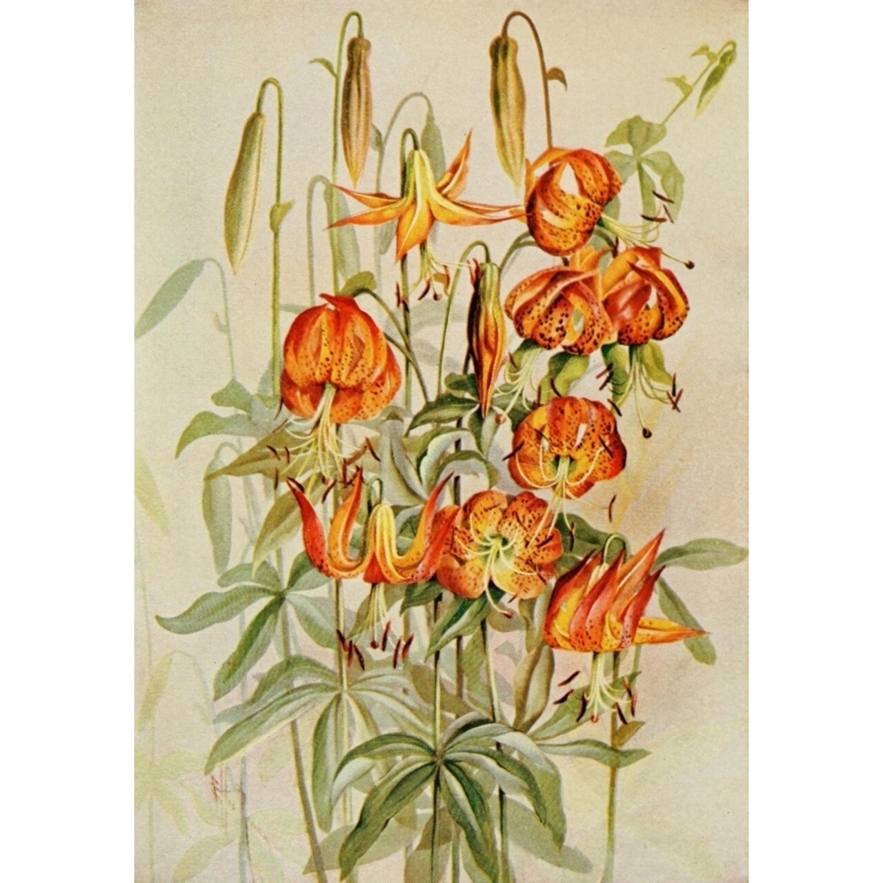 Posterazzi Guide to the Wild Flowers 1899 Carolina Lily Poster Print by Ellis Rowan